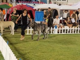 Split2021 During summer we won in Split Croation champion. Arion got 4x CAC, 2x CACIB, 2x BOB, 2x BOS. We had a great time